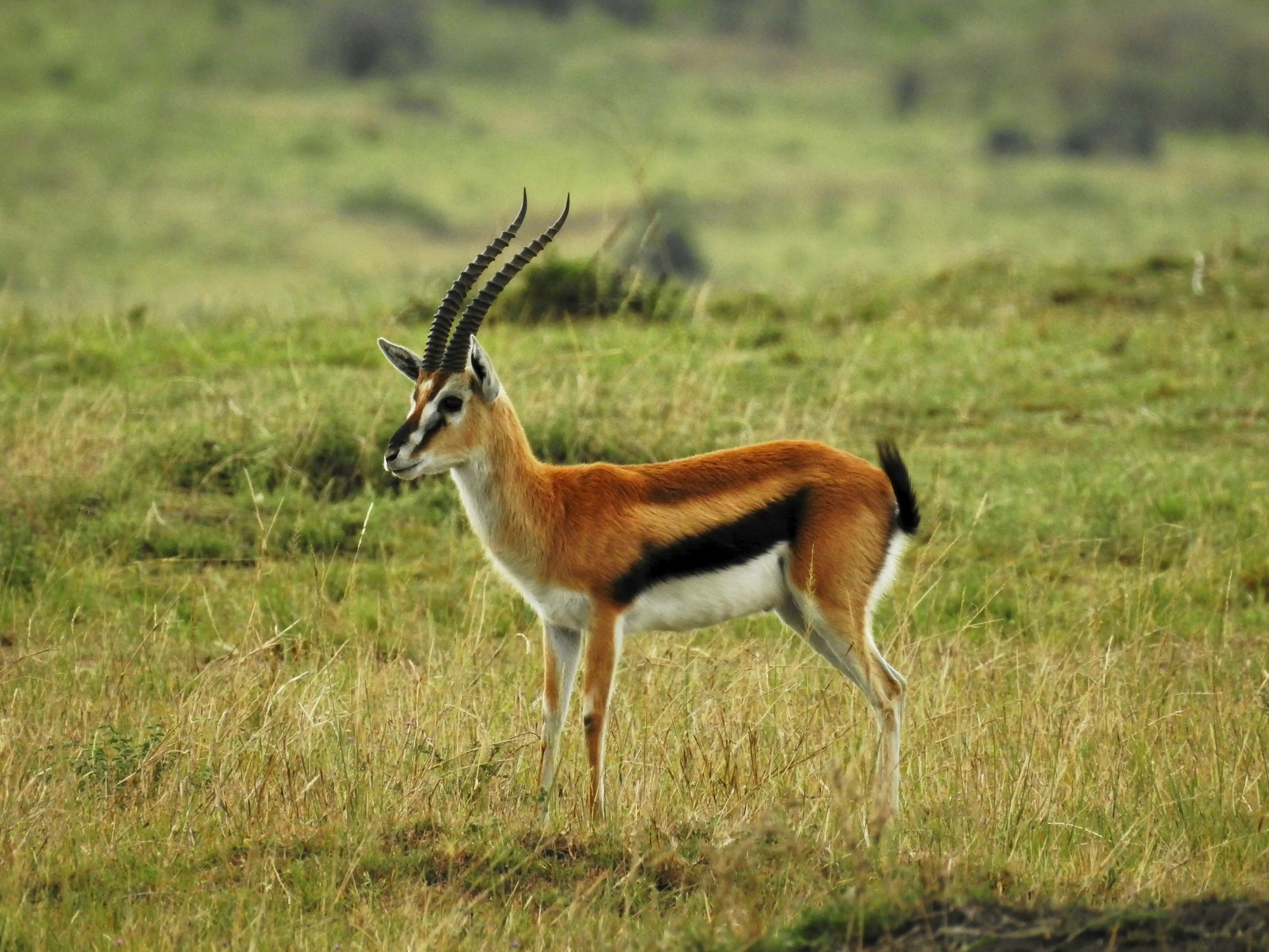 Arusha National Park Day Trip