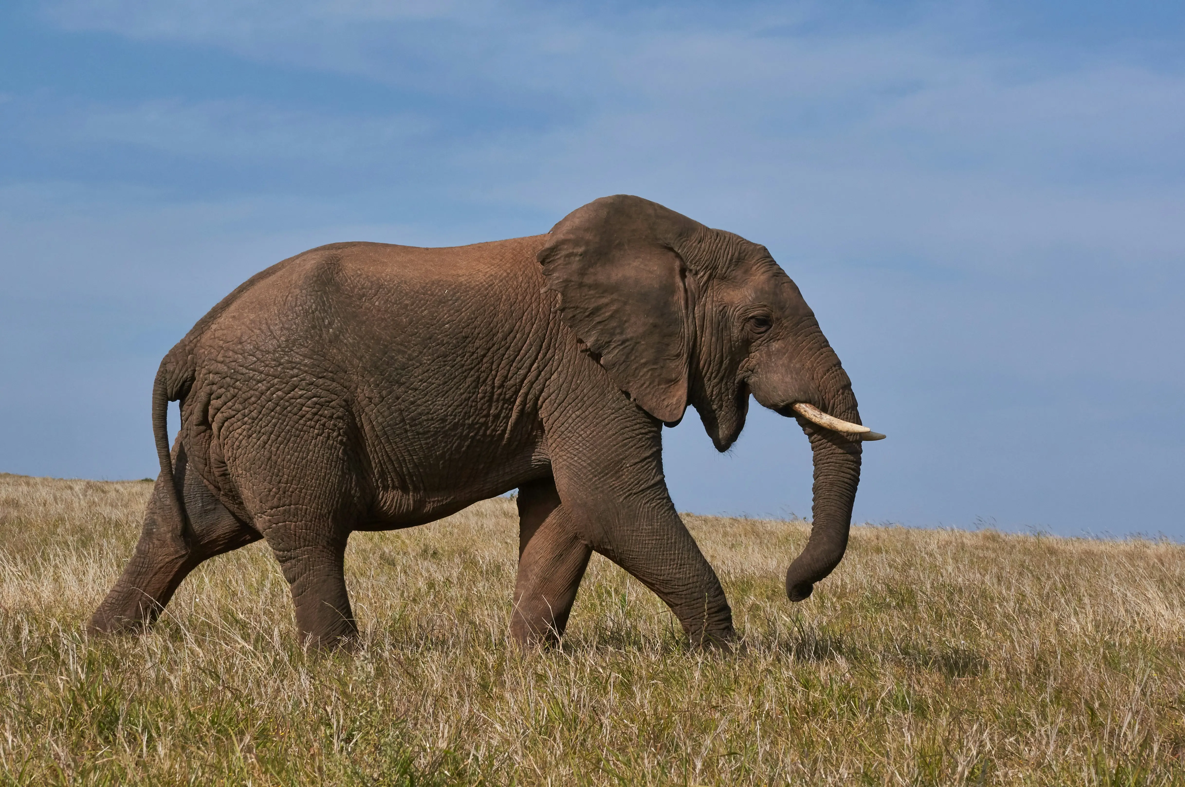 Serengeti Migration Midrange Safari