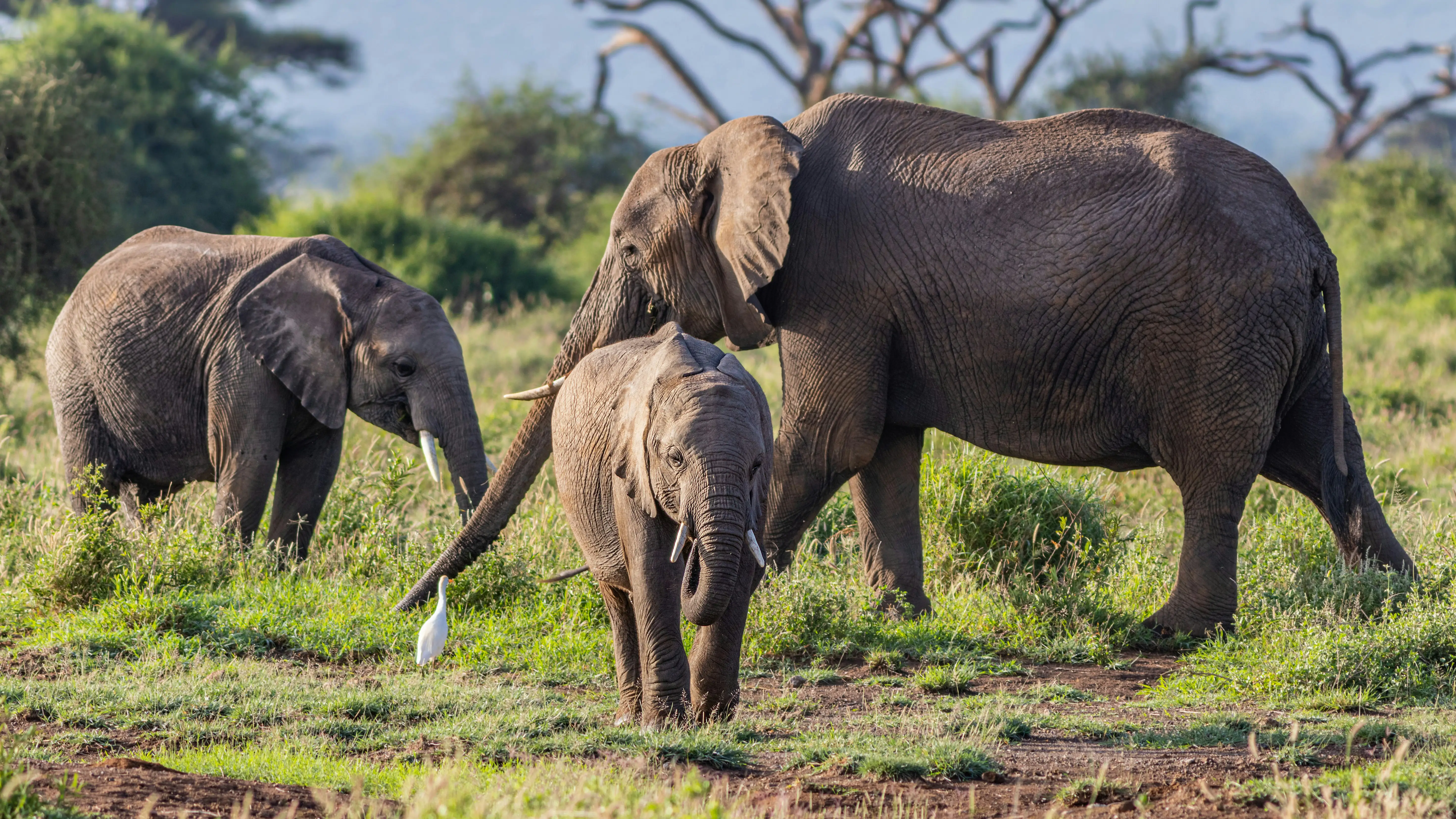 Tarangire Day Trip
