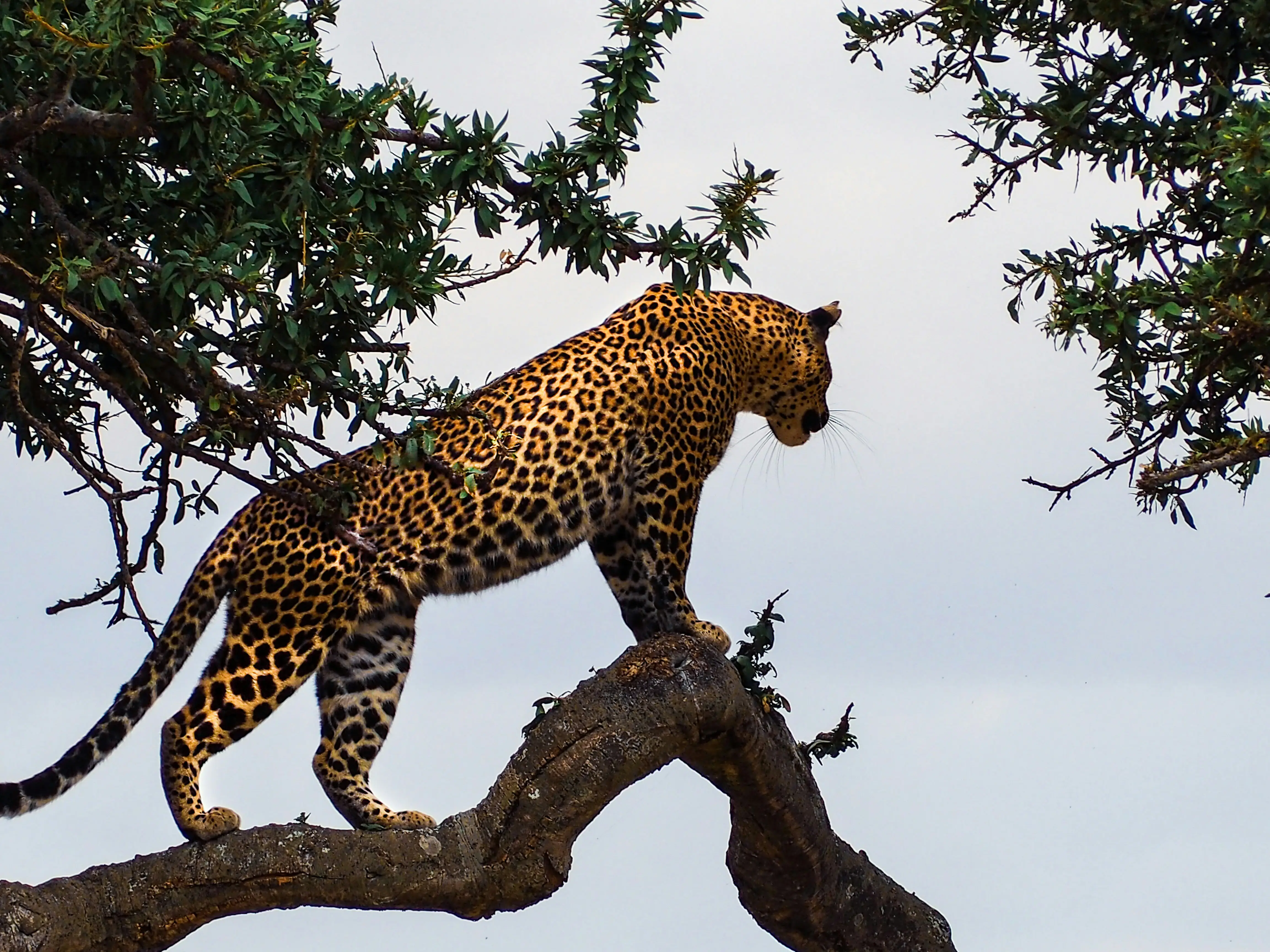 Serengeti Safari